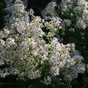 Aster sagittifolius