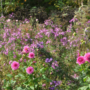 Asters - Jardin de l'Albarède