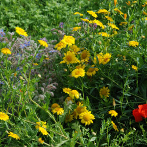 Chrysanthème des moissons