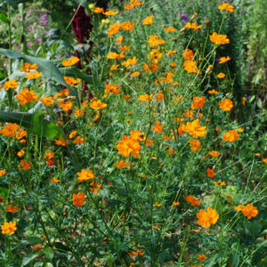 Cosmos sulfureux