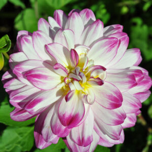 Dahlia Berlingot