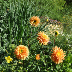 Dahlia cactus Eté indien et graminée