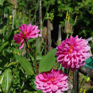 Dahlia Rosella