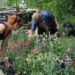 Fête des plantes - L'Abbaye Nouvelle - 20 mai 2018