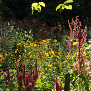 Floraisons annuelles au potager