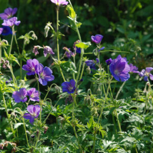 Geranium Orion