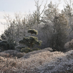 Givre jardins de l'Albarède 2015