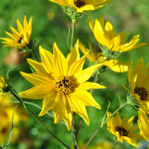 Helianthus salicifolius