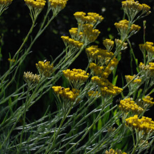 Helichrysum italicum