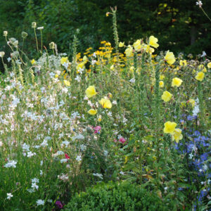 Jardin d'été