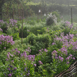 Julienne des dames - Potager