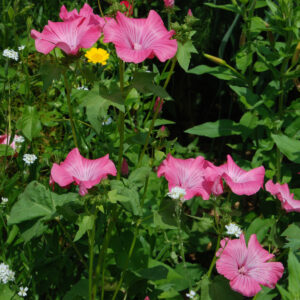 Lavatera trimestris 'Silver Cup'