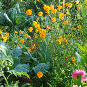 Le potager - choux et Cosmos sulfureux