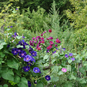 Le potager - Jardins de l'Albarède