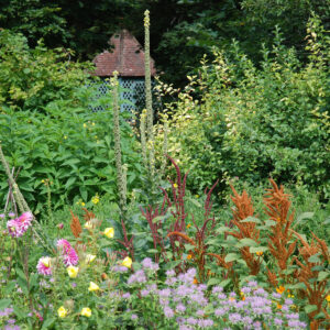 Le potager - Quinoa, amarante, cosmos...