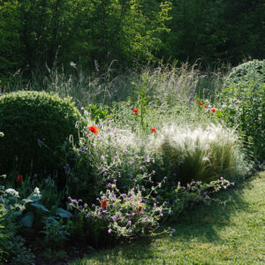 Le vallon - Massif sec - stipa-orlaya - coquelicot