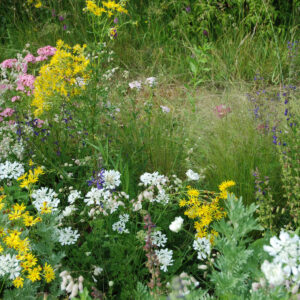 Le vallon - Orlaya - grandiflora