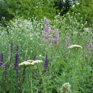 Le Vallon - Salvia amplexicaulis - achillea nobilis - berteroa incana - salvia sclarea