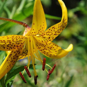 Lilium Leichtlinii