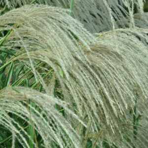 Miscanthus sinensis Saturnia