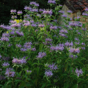 Monarde fistulosa