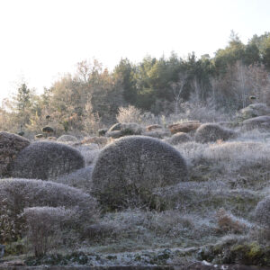 Givre jardins de l'Albarède 2016