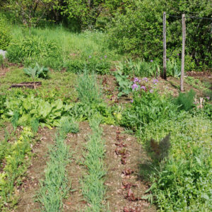 Potager printemps