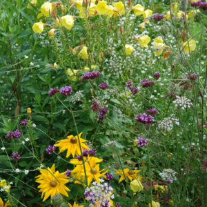 Rudbeckia onagre, verveine, carotte