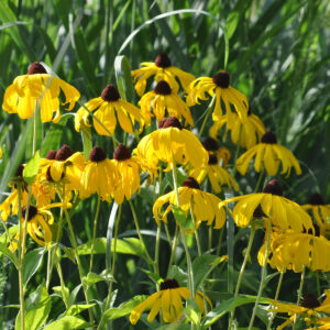 Rudbeckia subtomentosa