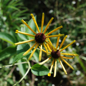 Rudbeckia Subtomentosa Henry Eilers