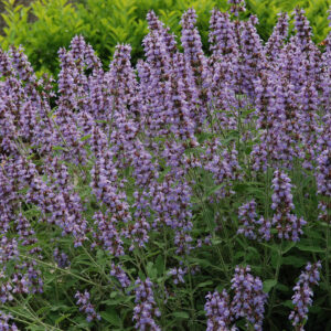 Salvia officinalis 2009