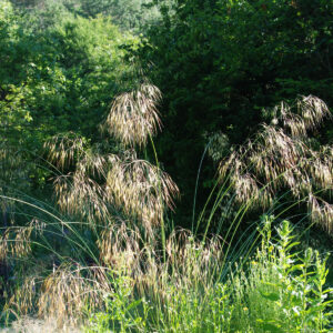 Stipa gigantea