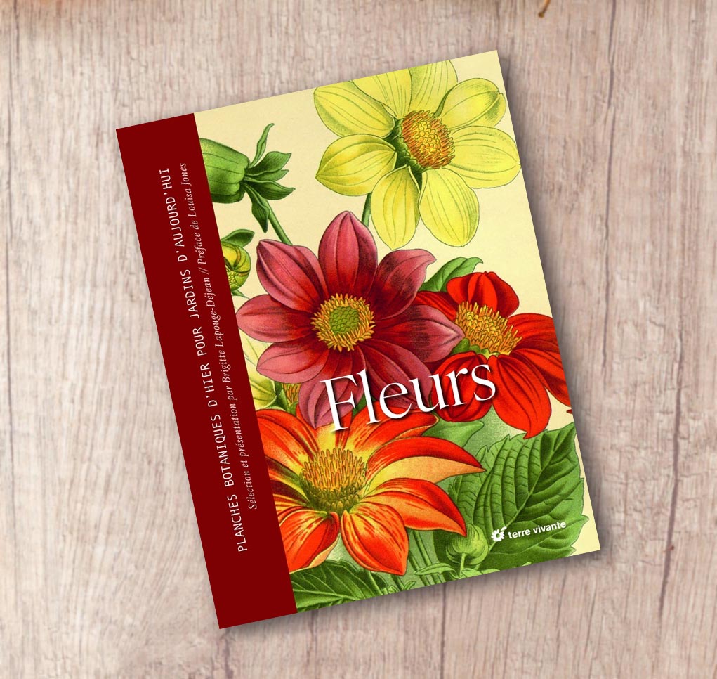 Fleurs : Planches botaniques d'hier pour jardins d'aujourd'hui